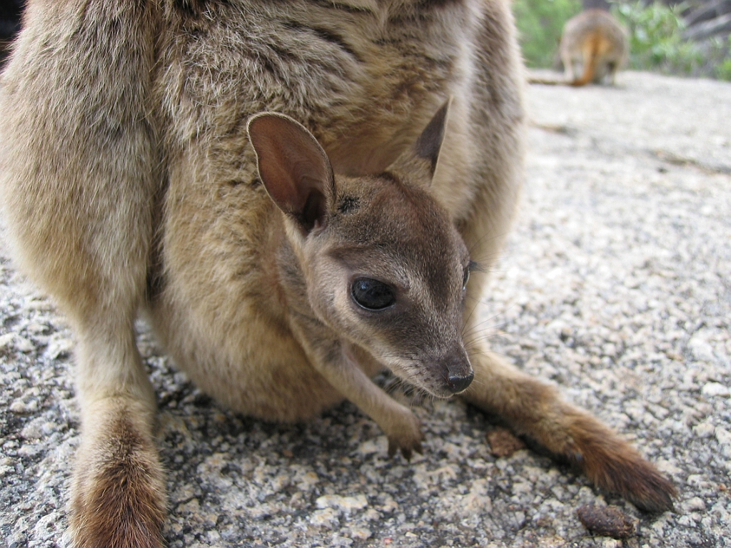 118 Granite Gorge.jpg